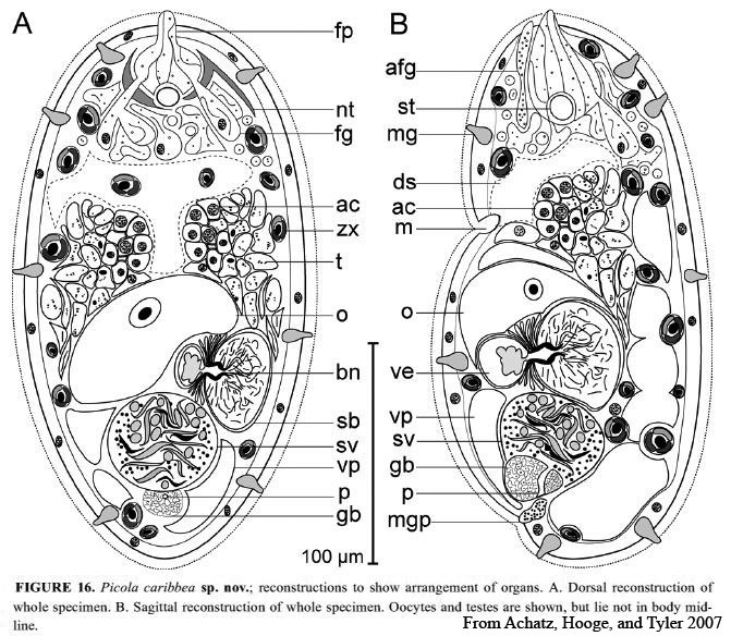 Deuterogonaria caribbea