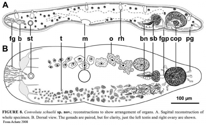 Convoluta schuelii