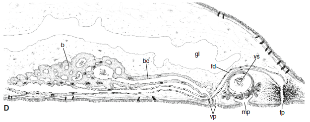 P. orientalis P. orientalis
