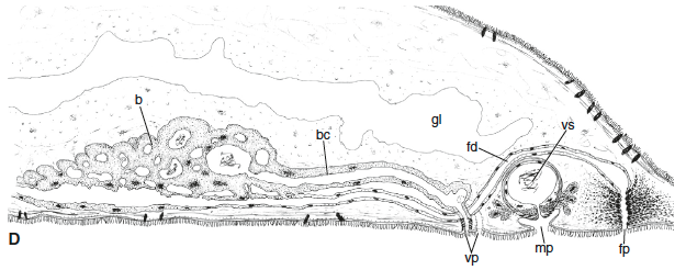 P. orientalis