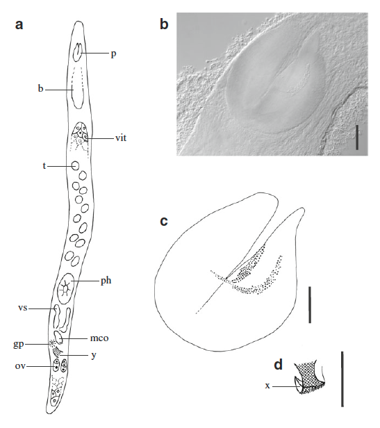 C. brasiliensis C. brasiliensis