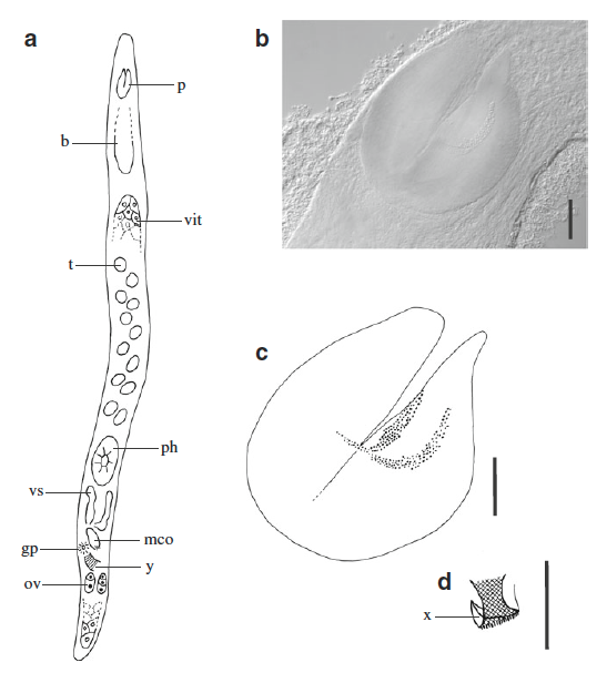 C. brasiliensis