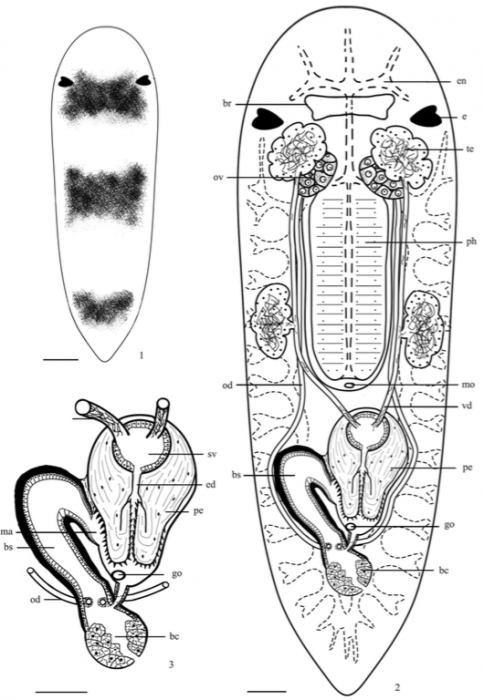 Miroplana shenzhensis