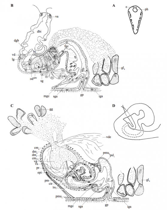 P. aglobulata P. aglobulata