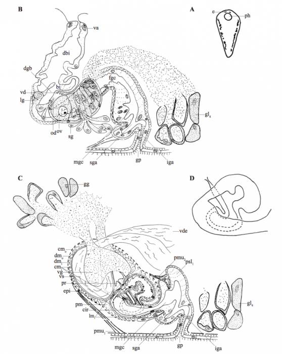 P. aglobulata