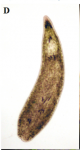 P. aglobulata
