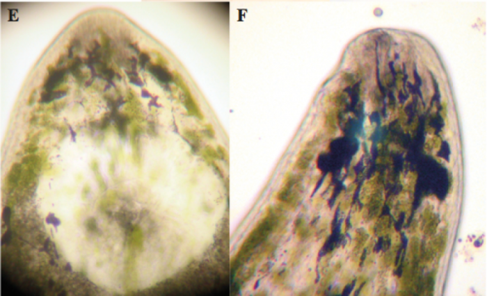 P. gilberti P. gilberti