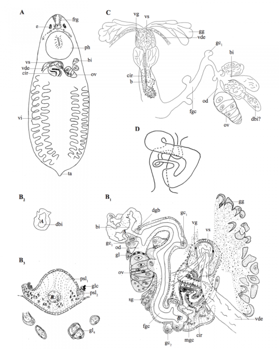 P. gilberti P. gilberti
