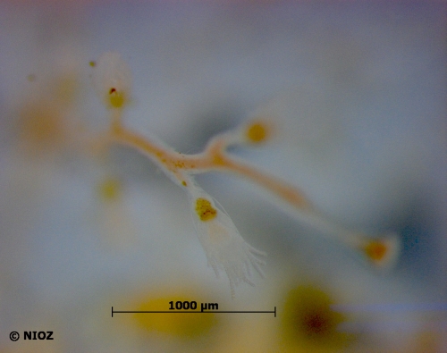 Obelia sp. Péron & Lesueur, 1810 