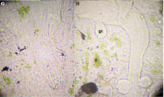 P. gilberti