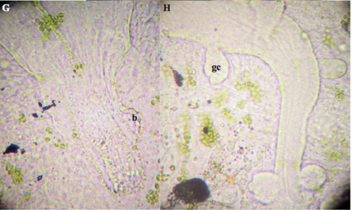 P. gilberti P. gilberti