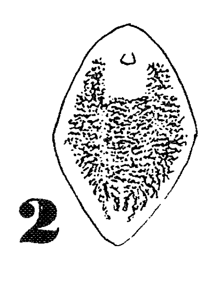 P. brincki P. brincki