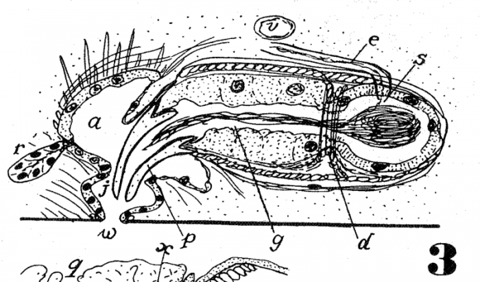 P. brincki P. brincki