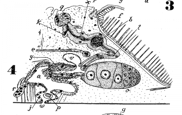 P. brincki P. brincki