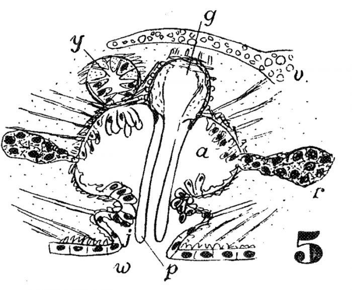 P. brincki P. brincki