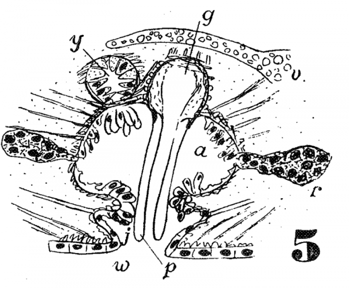 P. brincki