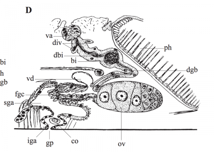 P. brincki P. brincki