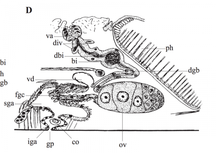 P. brincki