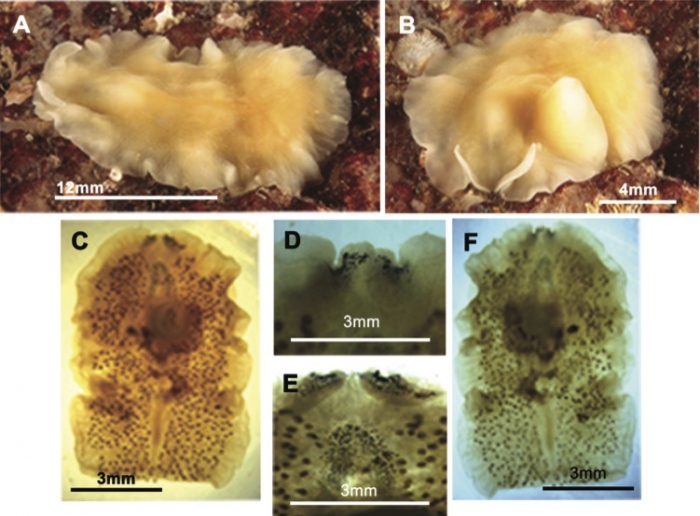 Euryleptodes galikias Euryleptodes galikias
