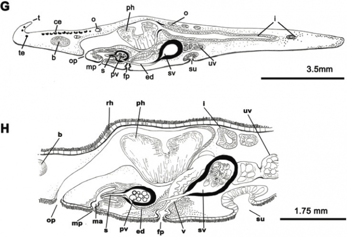 Euryleptodes galikias Euryleptodes galikias