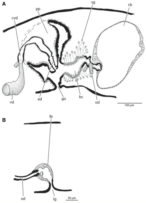 Pentacoelum kazukolinda