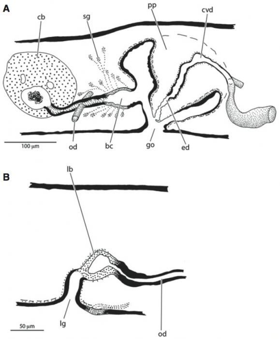 Pentacoelum kazukolinda