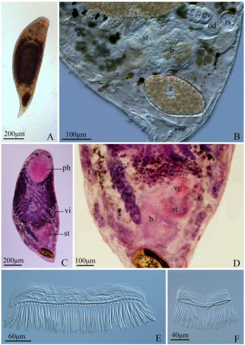 G. bimaculata