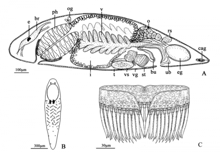 G. bimaculata