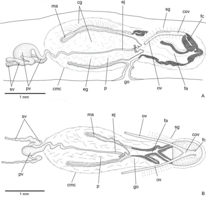 Obama multipunctata