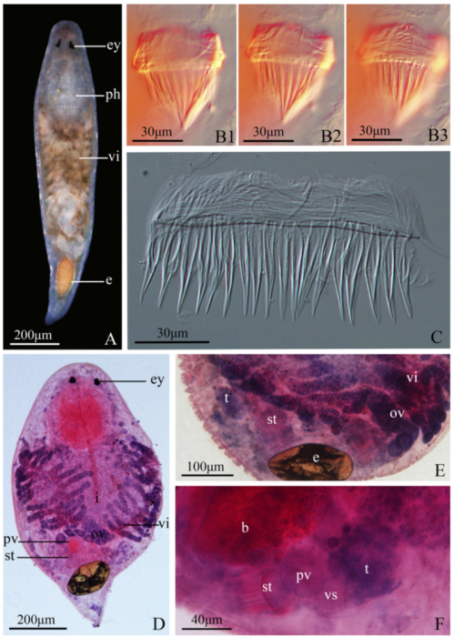 G. guangdongensis G. guangdongensis