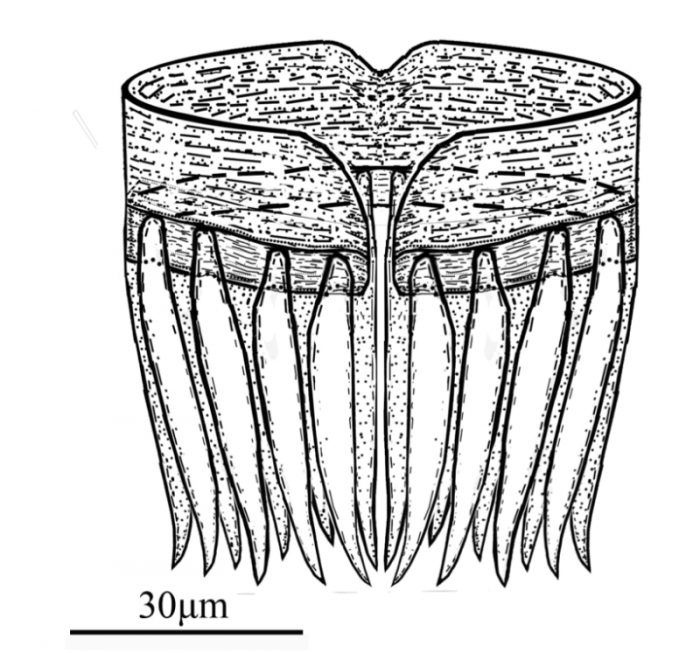 G. guangdongensis G. guangdongensis