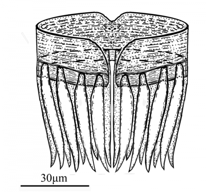 G. guangdongensis