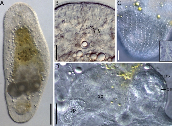 Aphanostoma pisae Aphanostoma pisae