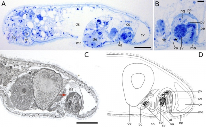 Aphanostoma pisae