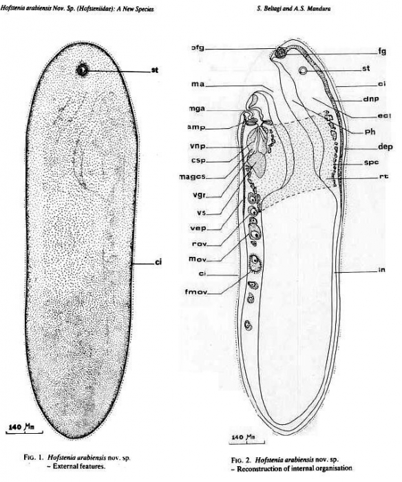 Hofstenia arabiensis