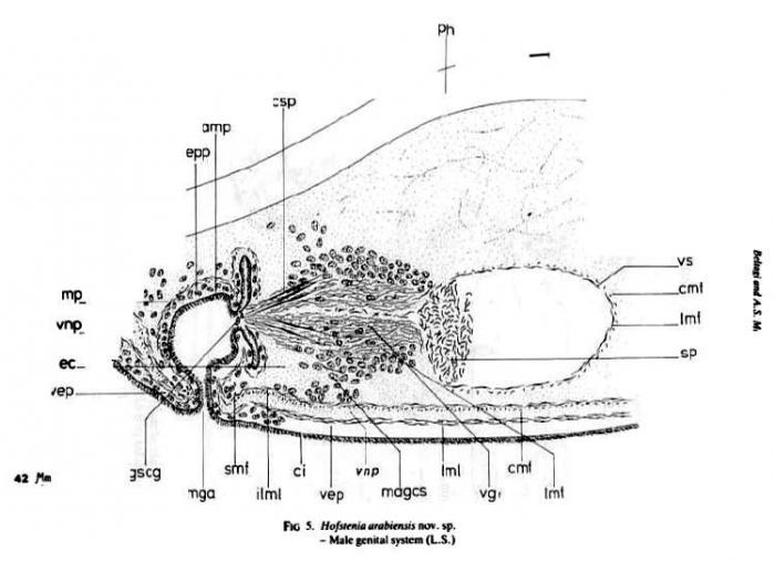 Hofstenia arabiensis