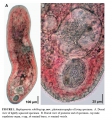 Acoelomorpha (acoelomorphs)