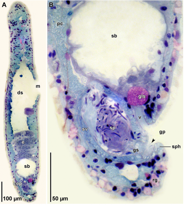 Haplogonaria schillingi