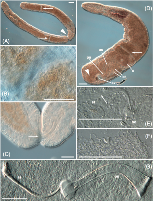 Myozonaria fissipara Myozonaria fissipara