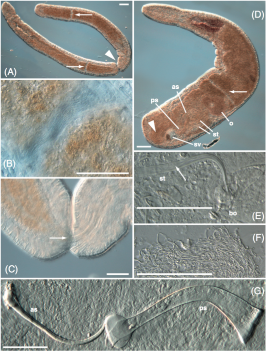 Myozonaria fissipara