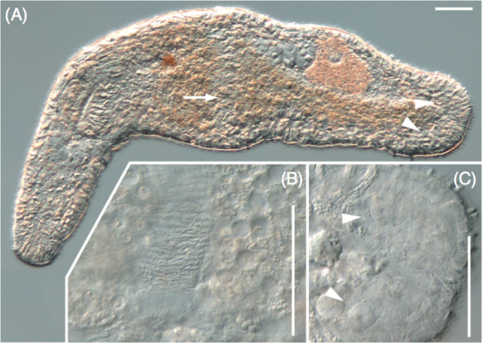 Myozonaria fissipara