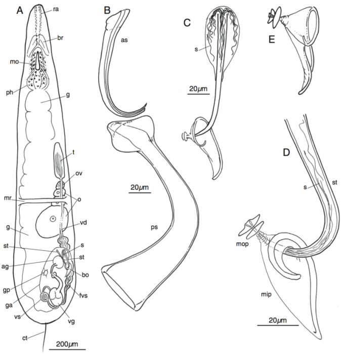 Myozonaria fissipara Myozonaria fissipara