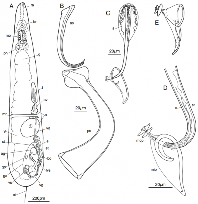 Myozonaria fissipara