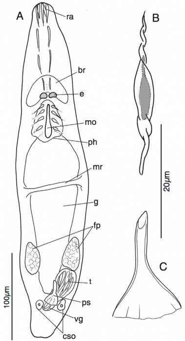 Myomacrostomum rubrioculum