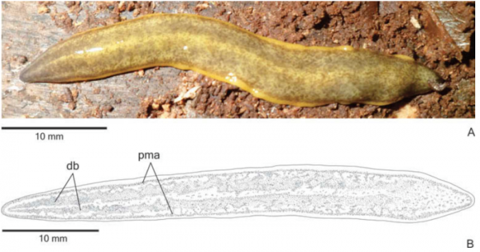 Cratera ochra