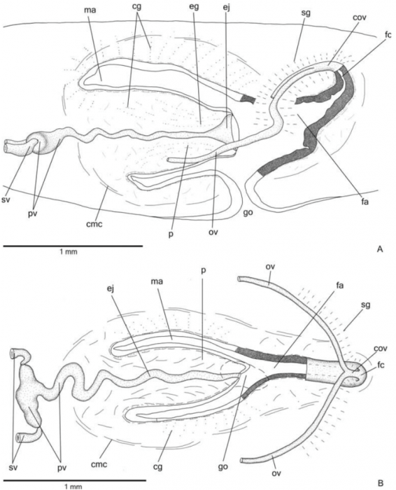 Cratera ochra Cratera ochra