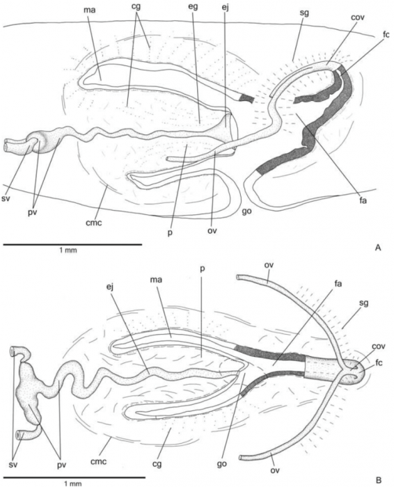 Cratera ochra