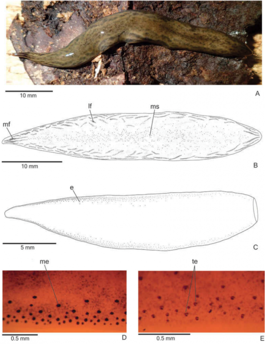 Obama multipunctata