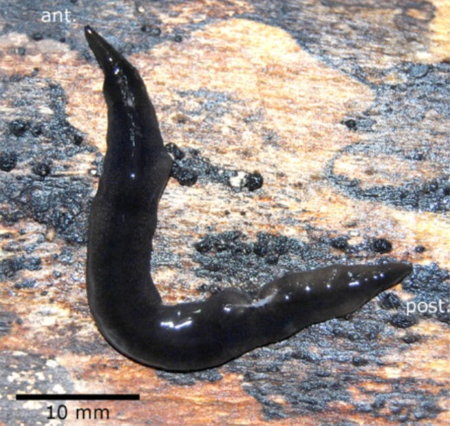 Notogynaphallia nawei Notogynaphallia nawei