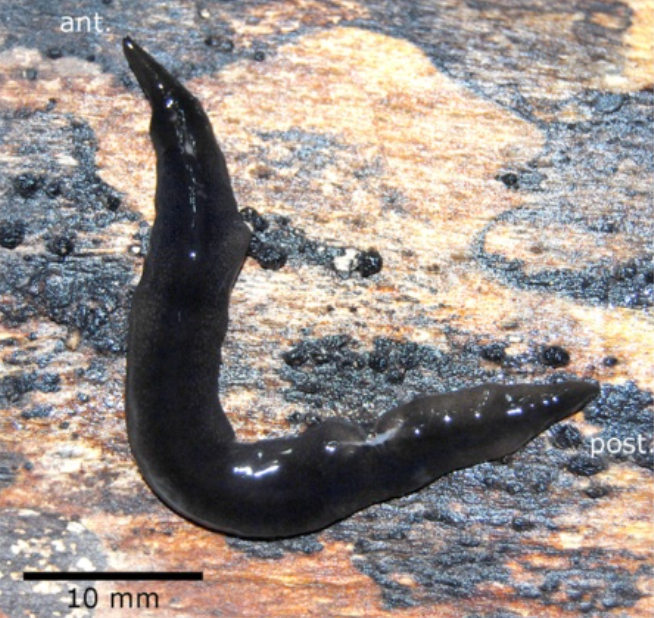 Notogynaphallia nawei